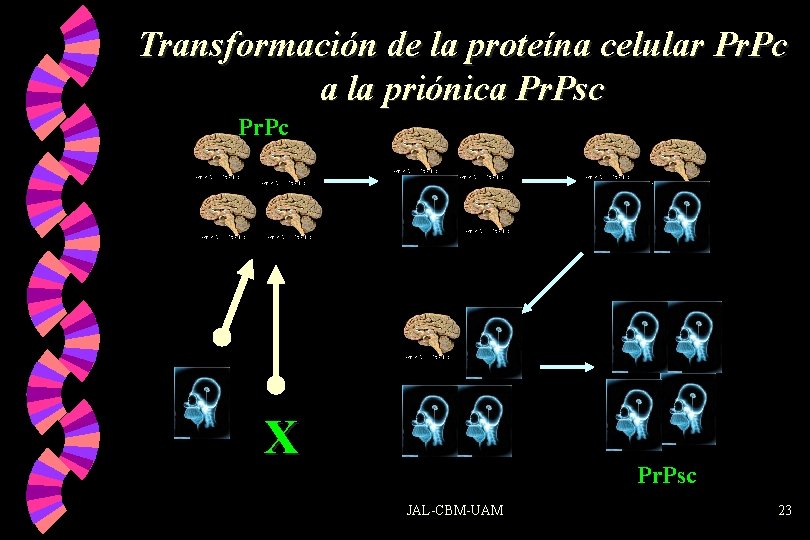 Transformación de la proteína celular Pr. Pc a la priónica Pr. Psc Pr. Pc