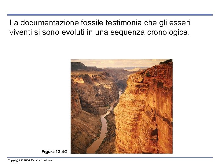 La documentazione fossile testimonia che gli esseri viventi si sono evoluti in una sequenza