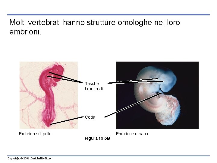Molti vertebrati hanno strutture omologhe nei loro embrioni. Tasche branchiali Coda Embrione di pollo