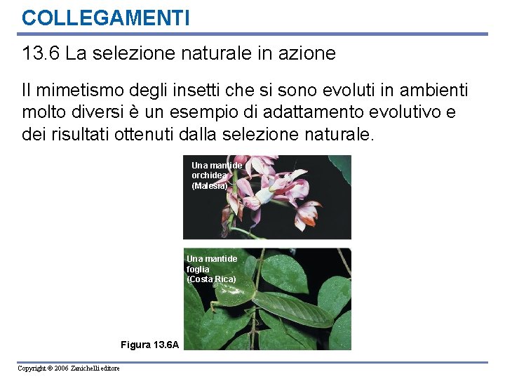 COLLEGAMENTI 13. 6 La selezione naturale in azione Il mimetismo degli insetti che si