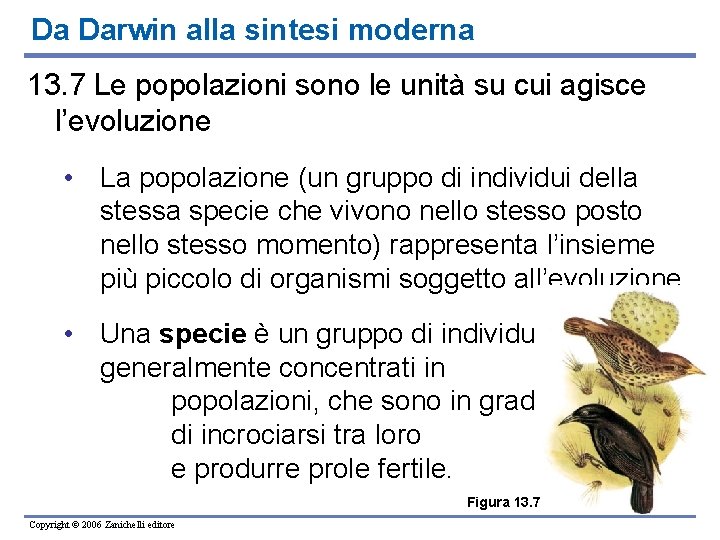 Da Darwin alla sintesi moderna 13. 7 Le popolazioni sono le unità su cui