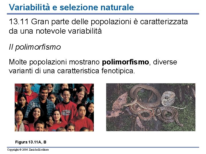 Variabilità e selezione naturale 13. 11 Gran parte delle popolazioni è caratterizzata da una