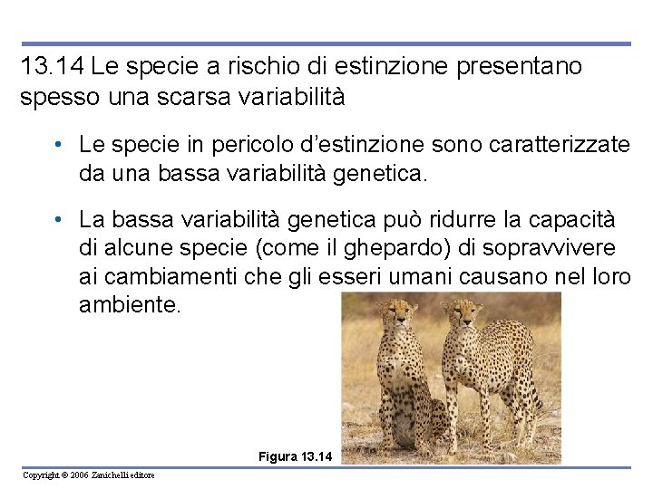 13. 14 Le specie a rischio di estinzione presentano spesso una scarsa variabilità •