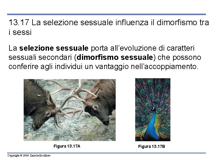 13. 17 La selezione sessuale influenza il dimorfismo tra i sessi La selezione sessuale