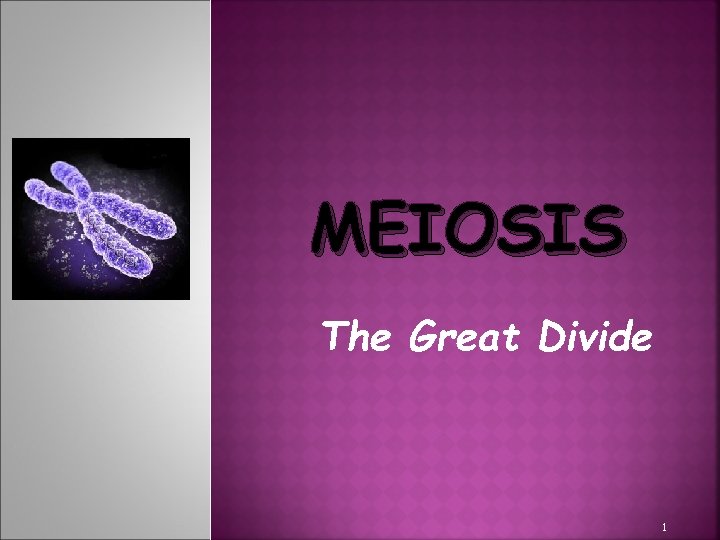 MEIOSIS The Great Divide 1 