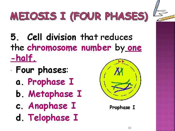 MEIOSIS I (FOUR PHASES) 5. Cell division that reduces the chromosome number by one
