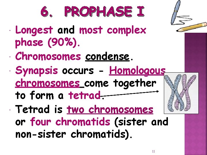 6. PROPHASE I Longest and most complex phase (90%). Chromosomes condense. Synapsis occurs -