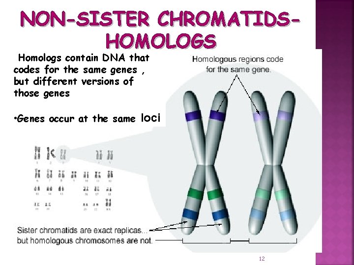 NON-SISTER CHROMATIDSHOMOLOGS Homologs contain DNA that codes for the same genes , but different