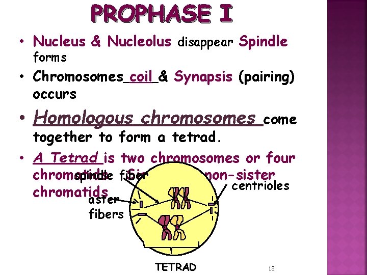 PROPHASE I • Nucleus & Nucleolus disappear Spindle forms • Chromosomes coil & Synapsis