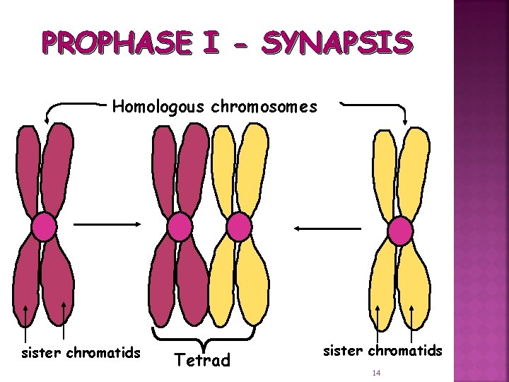 PROPHASE I - SYNAPSIS Homologous chromosomes sister chromatids Tetrad sister chromatids 14 