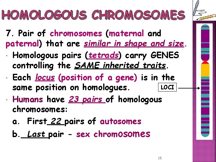 HOMOLOGOUS CHROMOSOMES 7. Pair of chromosomes (maternal and paternal) paternal that are similar in