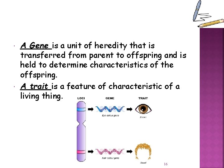  A Gene is a unit of heredity that is transferred from parent to