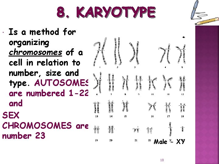 8. KARYOTYPE Is a method for organizing chromosomes of a cell in relation to