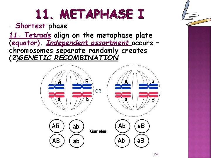 11. METAPHASE I Shortest phase 11. Tetrads align on the metaphase plate (equator). Independent