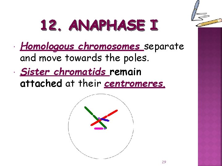 12. ANAPHASE I Homologous chromosomes separate and move towards the poles. Sister chromatids remain