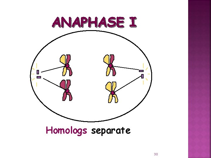 ANAPHASE I Homologs separate 30 