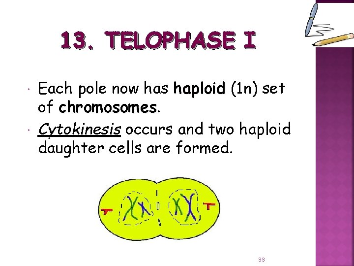 13. TELOPHASE I Each pole now has haploid (1 n) set of chromosomes Cytokinesis