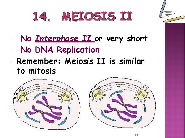 14. MEIOSIS II No Interphase II or very short No DNA Replication Remember: Meiosis