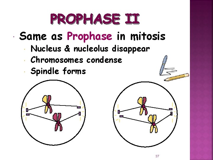 PROPHASE II Same as Prophase in mitosis Nucleus & nucleolus disappear Chromosomes condense Spindle