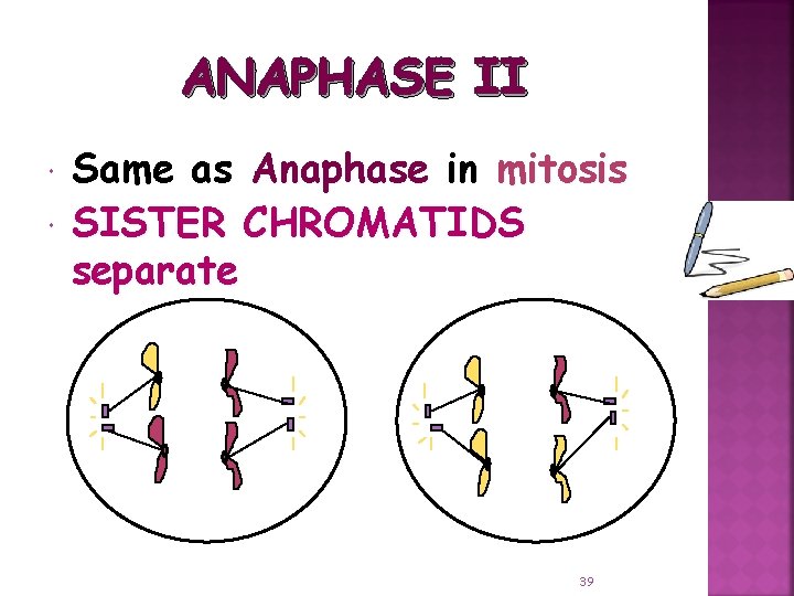 ANAPHASE II Same as Anaphase in mitosis SISTER CHROMATIDS separate 39 