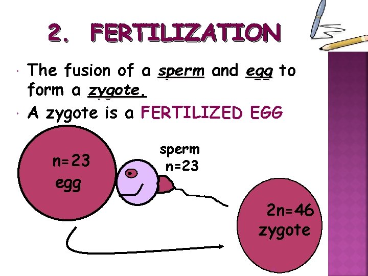 2. FERTILIZATION The fusion of a sperm and egg to form a zygote A