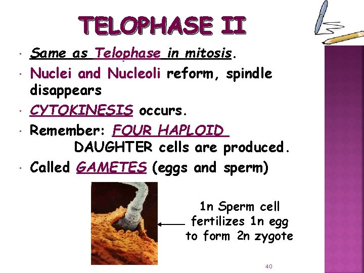 TELOPHASE II Same as Telophase in mitosis. Nuclei and Nucleoli reform, spindle disappears CYTOKINESIS