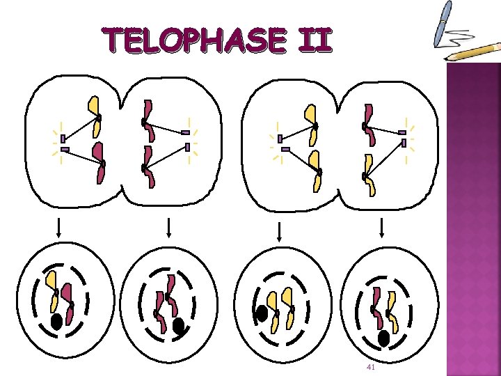 TELOPHASE II 41 