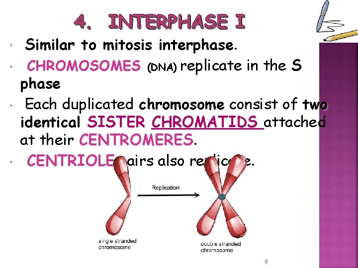 4. INTERPHASE I Similar to mitosis interphase. CHROMOSOMES (DNA) replicate in the S phase
