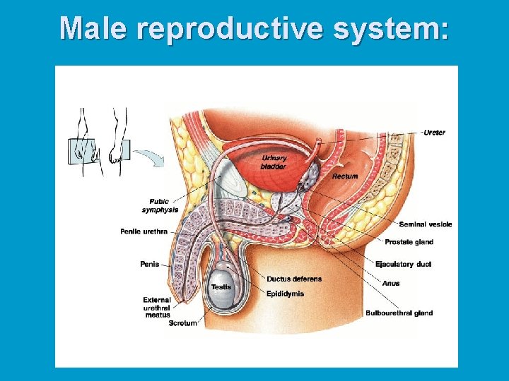Male reproductive system: 