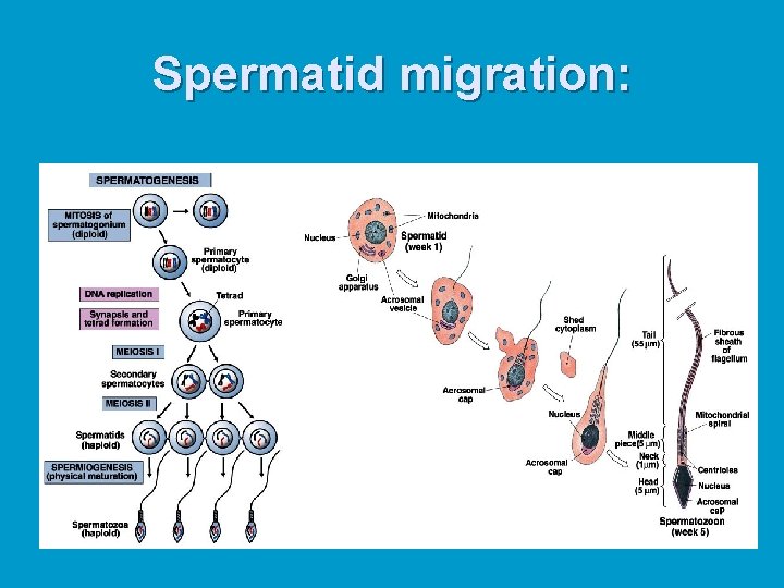 Spermatid migration: 