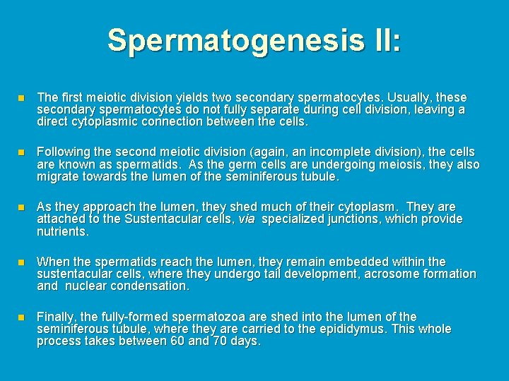 Spermatogenesis II: n The first meiotic division yields two secondary spermatocytes. Usually, these secondary