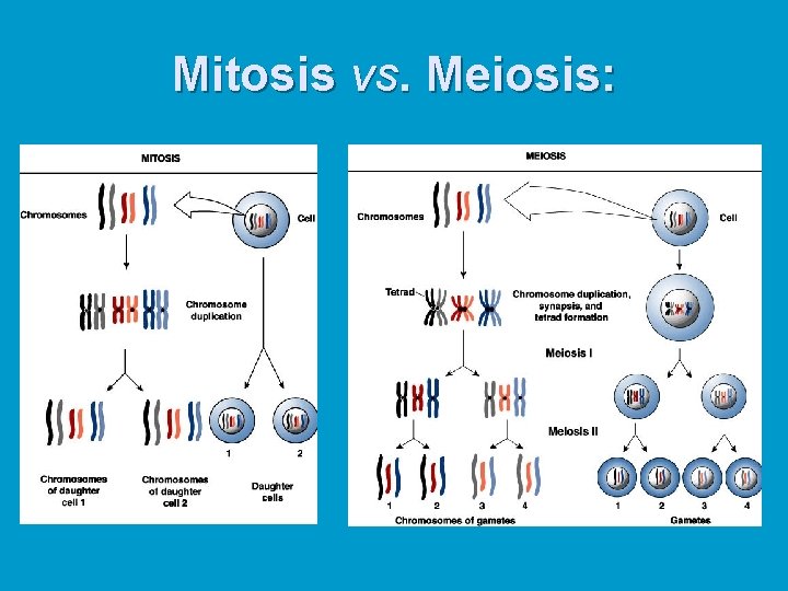 Mitosis vs. Meiosis: 