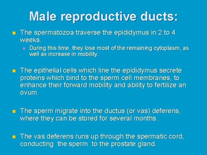Male reproductive ducts: n The spermatozoa traverse the epididymus in 2 to 4 weeks.