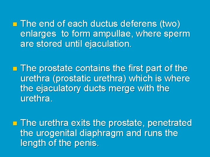 n The end of each ductus deferens (two) enlarges to form ampullae, where sperm