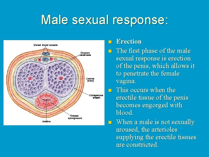Male sexual response: n n Erection The first phase of the male sexual response
