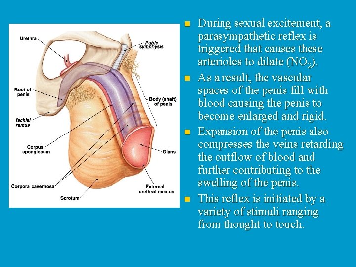 n n During sexual excitement, a parasympathetic reflex is triggered that causes these arterioles