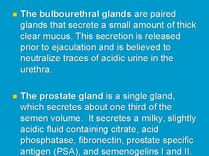 n The bulbourethral glands are paired glands that secrete a small amount of thick