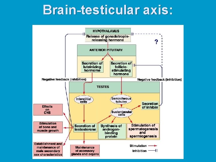 Brain-testicular axis: 
