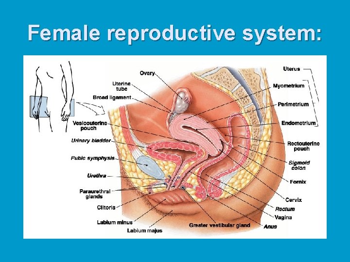 Female reproductive system: 