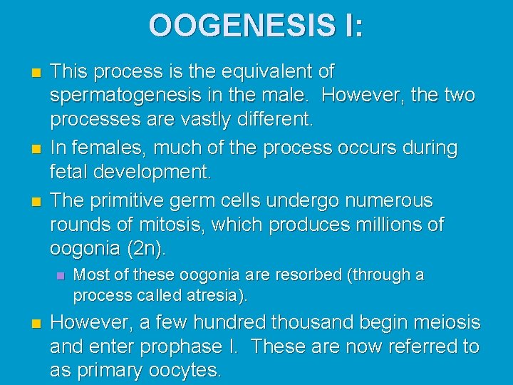OOGENESIS I: n n n This process is the equivalent of spermatogenesis in the