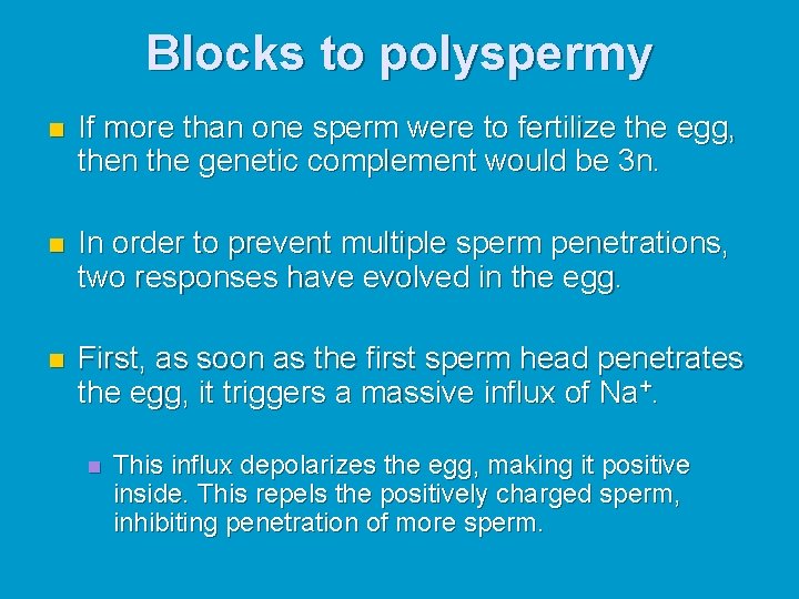 Blocks to polyspermy n If more than one sperm were to fertilize the egg,