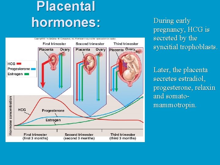 Placental hormones: During early pregnancy, HCG is secreted by the syncitial trophoblasts. Later, the