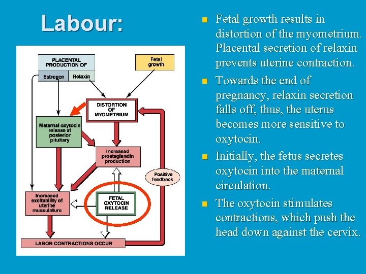 Labour: n n Fetal growth results in distortion of the myometrium. Placental secretion of