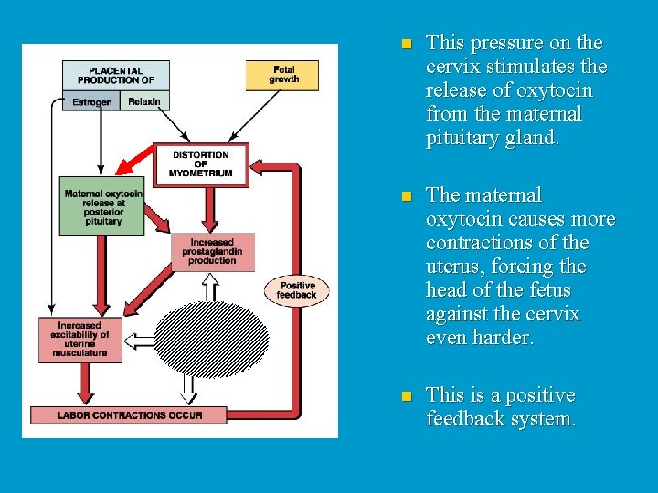 n This pressure on the cervix stimulates the release of oxytocin from the maternal