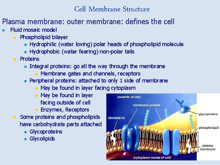 Cell Membrane Structure Plasma membrane: outer membrane: defines the cell n Fluid mosaic model