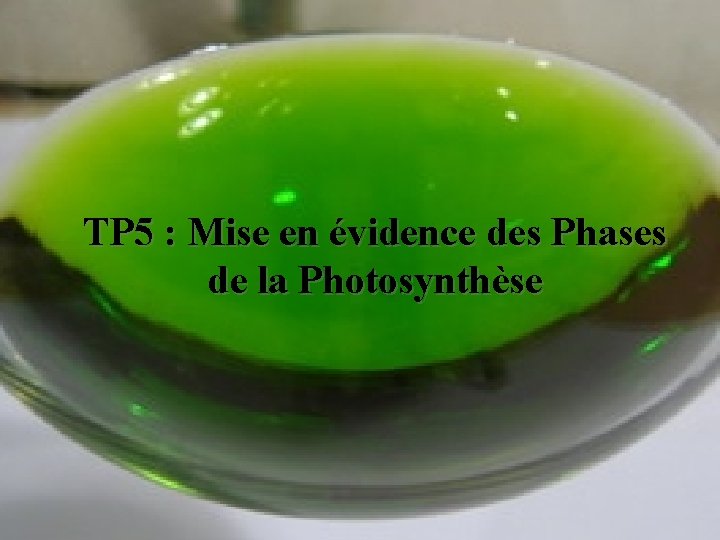 TP 5 : Mise en évidence des Phases de la Photosynthèse 
