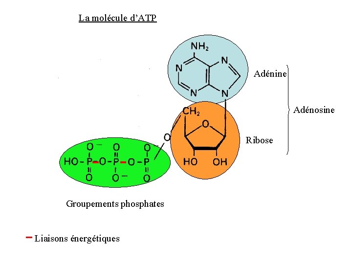 La molécule d’ATP Adénine Adénosine Ribose Groupements phosphates Liaisons énergétiques 