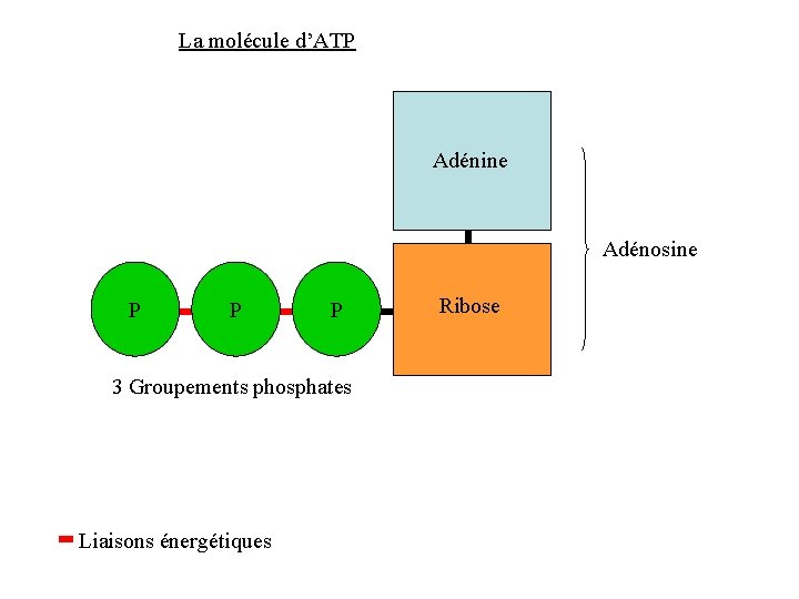 La molécule d’ATP Adénine Adénosine P P P 3 Groupements phosphates Liaisons énergétiques Ribose