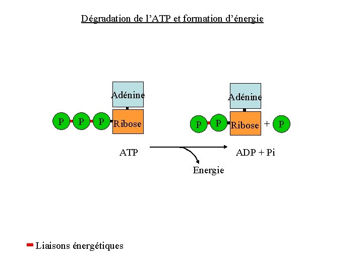 Dégradation de l’ATP et formation d’énergie Adénine P P P Ribose Adénine P P