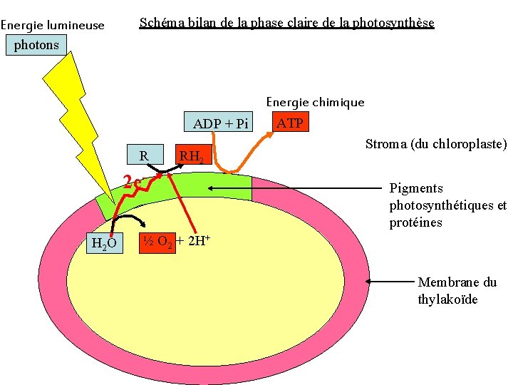 Energie lumineuse photons Schéma bilan de la phase claire de la photosynthèse Energie chimique